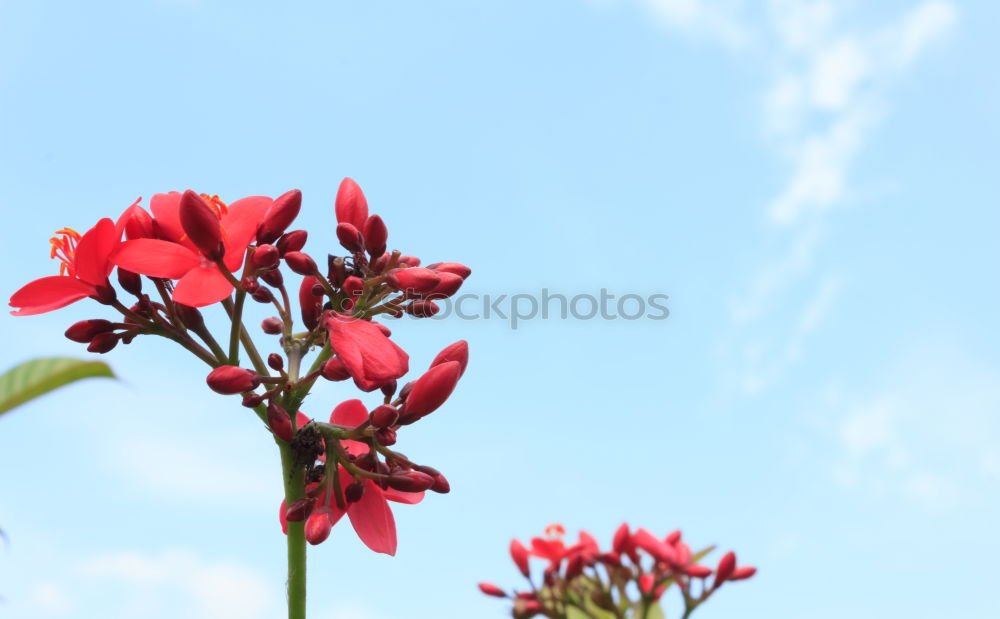 Similar – Image, Stock Photo red wine Summer