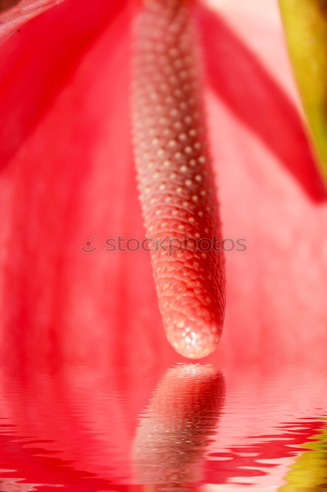 Similar – lily Plant Summer Flower