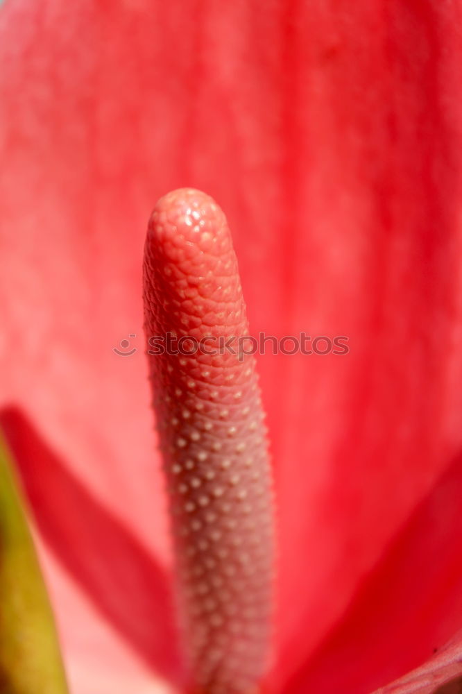 Similar – Foto Bild Red flower Natur