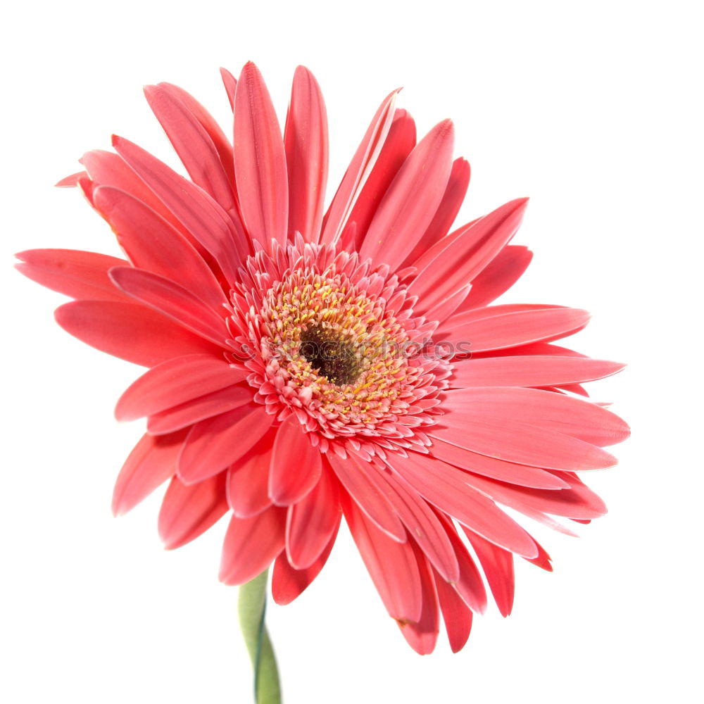 Similar – lady in red … Gerbera