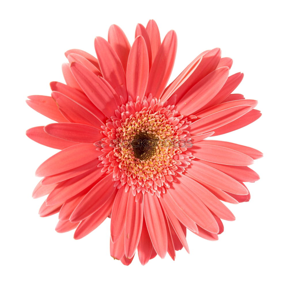 Similar – Image, Stock Photo Gerbera orange #2 Flower