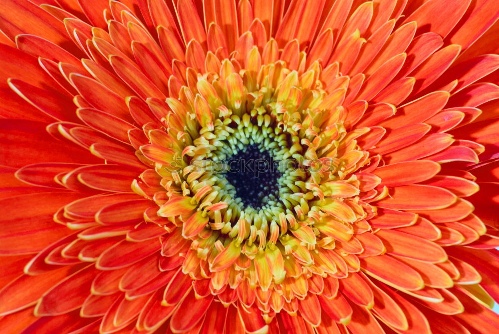 Similar – Detail einer Gerbera Blume