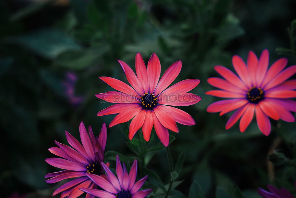Similar – Image, Stock Photo pink flower plant in springtime