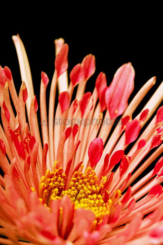 Similar – Image, Stock Photo s p i k y Flower Blossom