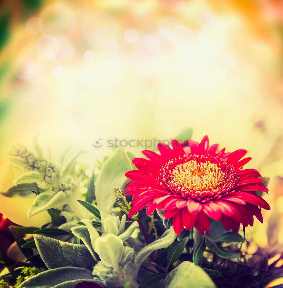 Similar – Image, Stock Photo Red Gerbera Flower