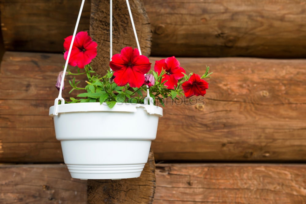 Similar – Ranunculus flowerpots