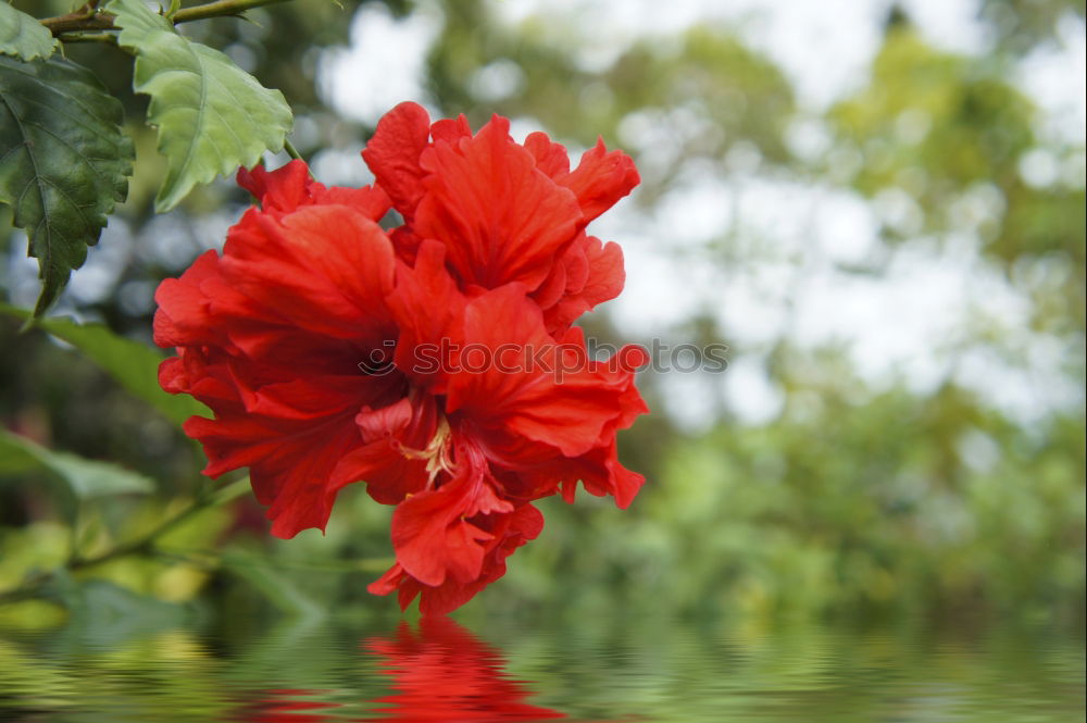 Similar – Mohnblüte Pflanze Frühling