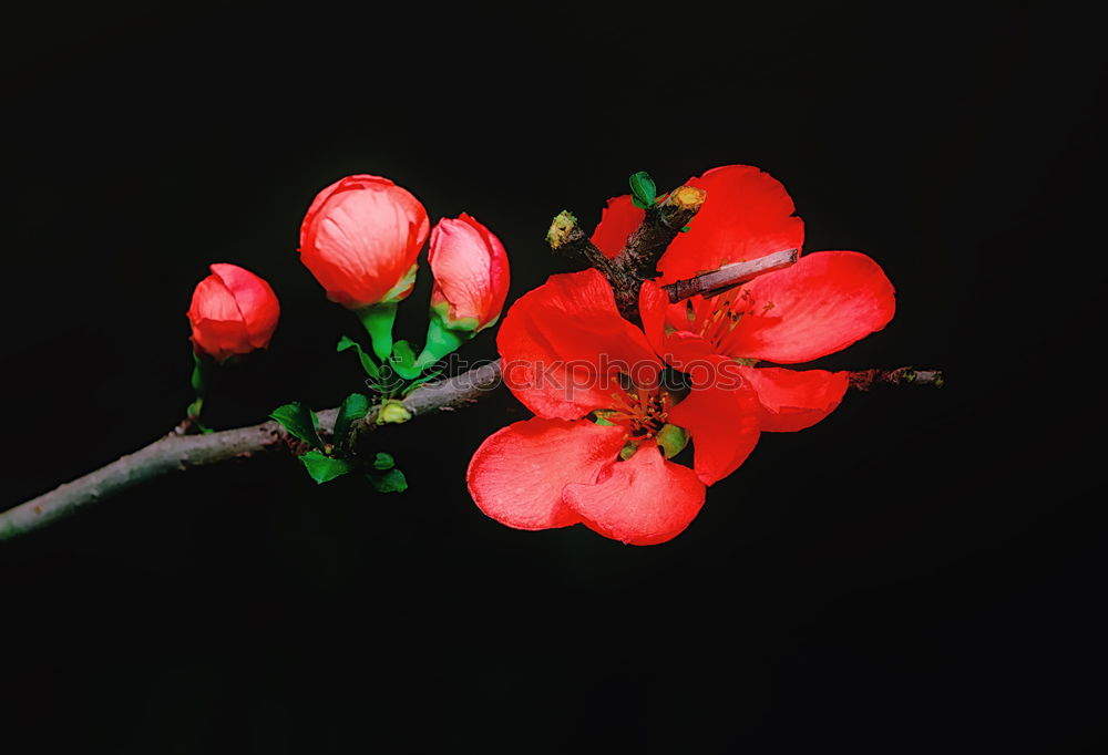 Similar – Foto Bild Kirschblüten Umwelt Natur