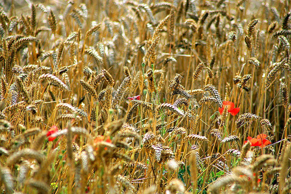 Similar – Anders Mohn Feld Sommer