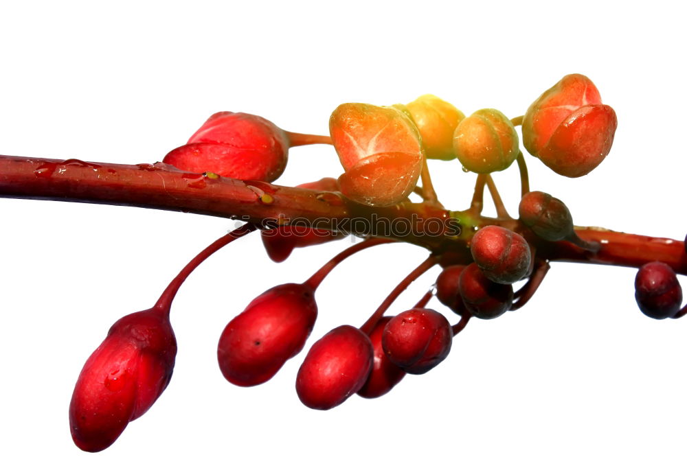 Similar – Image, Stock Photo rain apples Red Green Gray