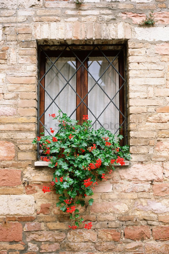 Similar – Das Fenster Blume Hütte