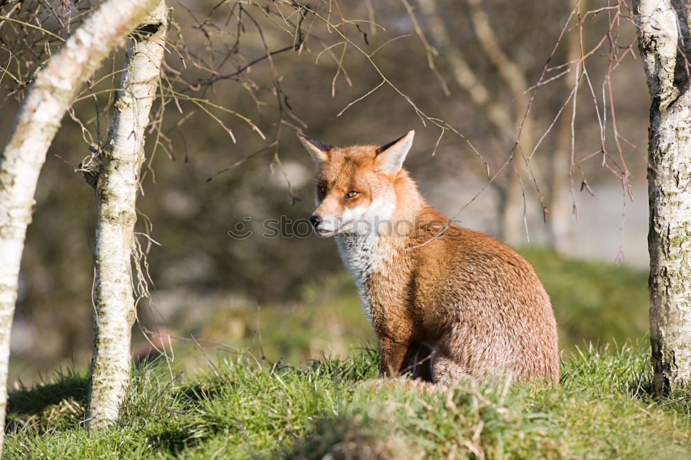 Tired Fox Environment