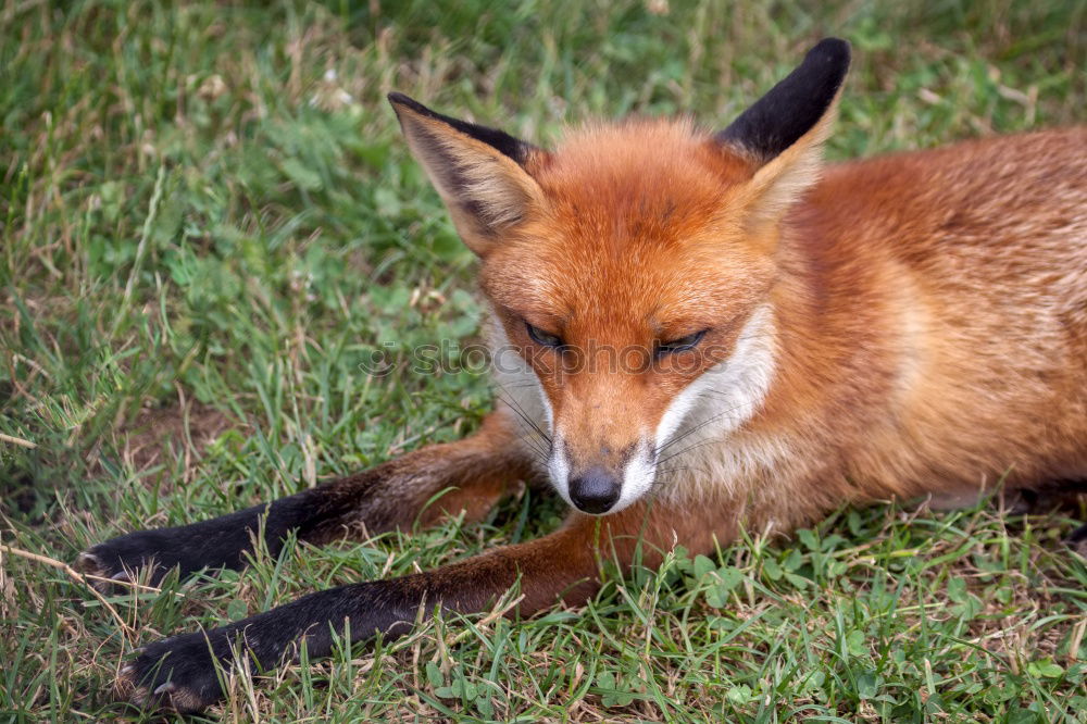 Similar – Young Fox Out Exploring