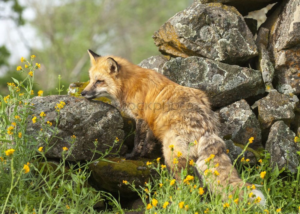 Similar – Foto Bild Böckchen Natur Felsen