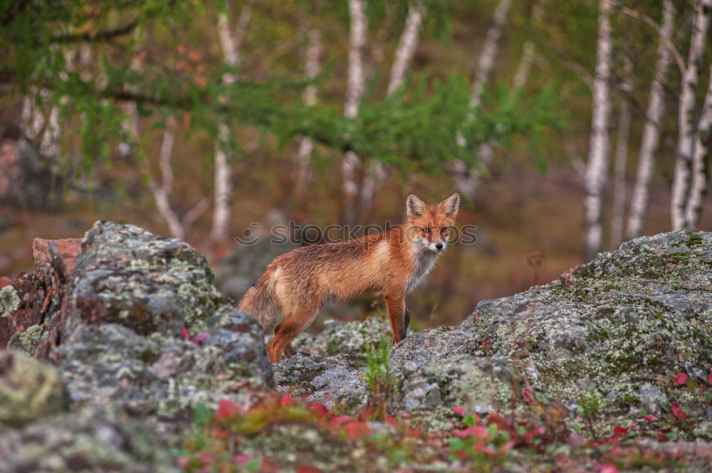 Similar – munching deer Animal