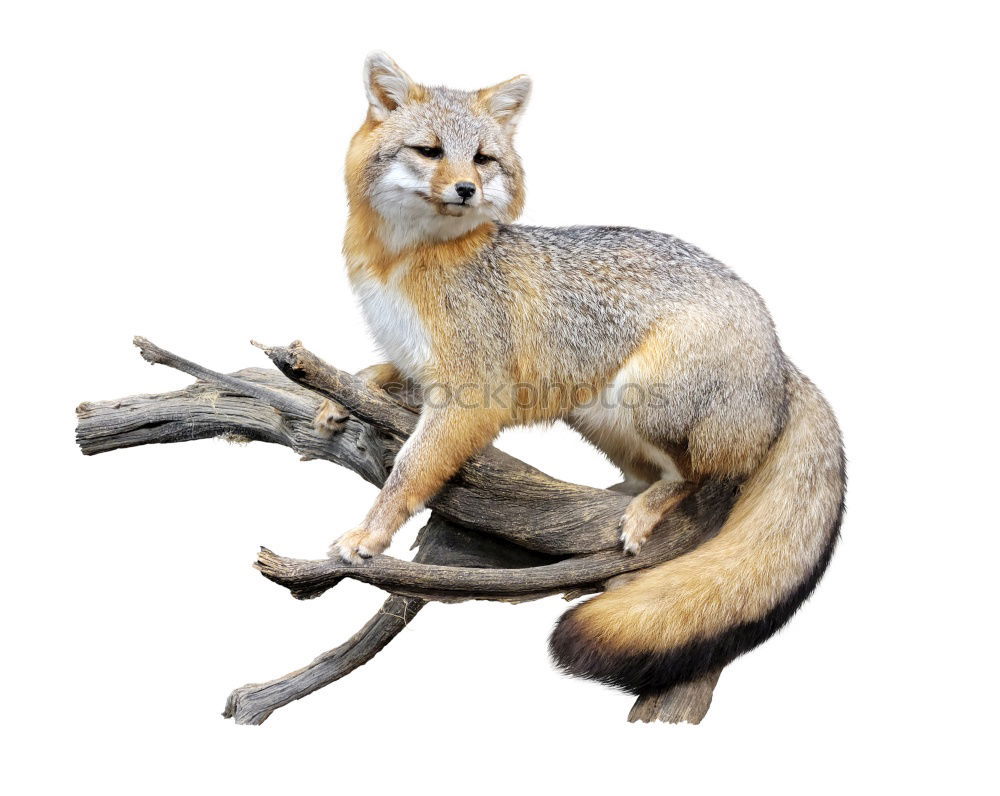 Similar – Image, Stock Photo Fox on a rock a foggy day