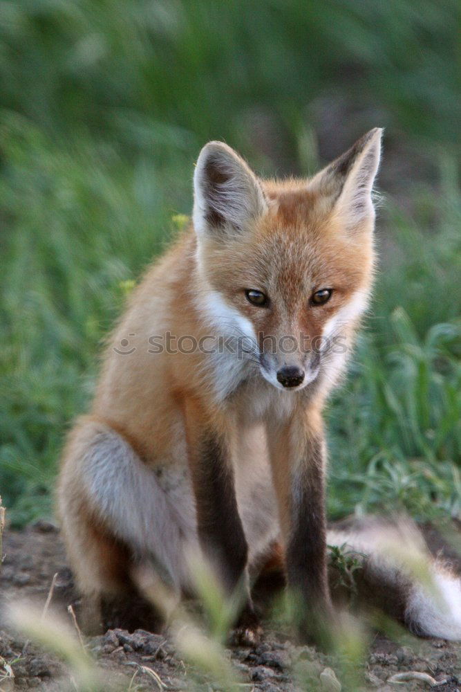 curious fox cub looking at the camera