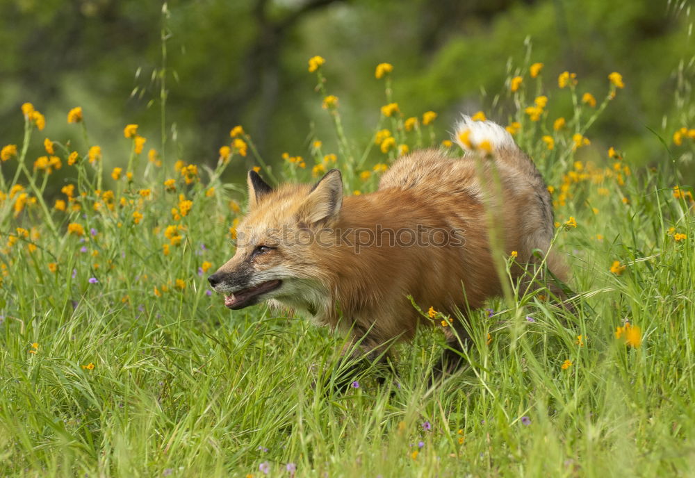 Similar – Image, Stock Photo Followers on the heels