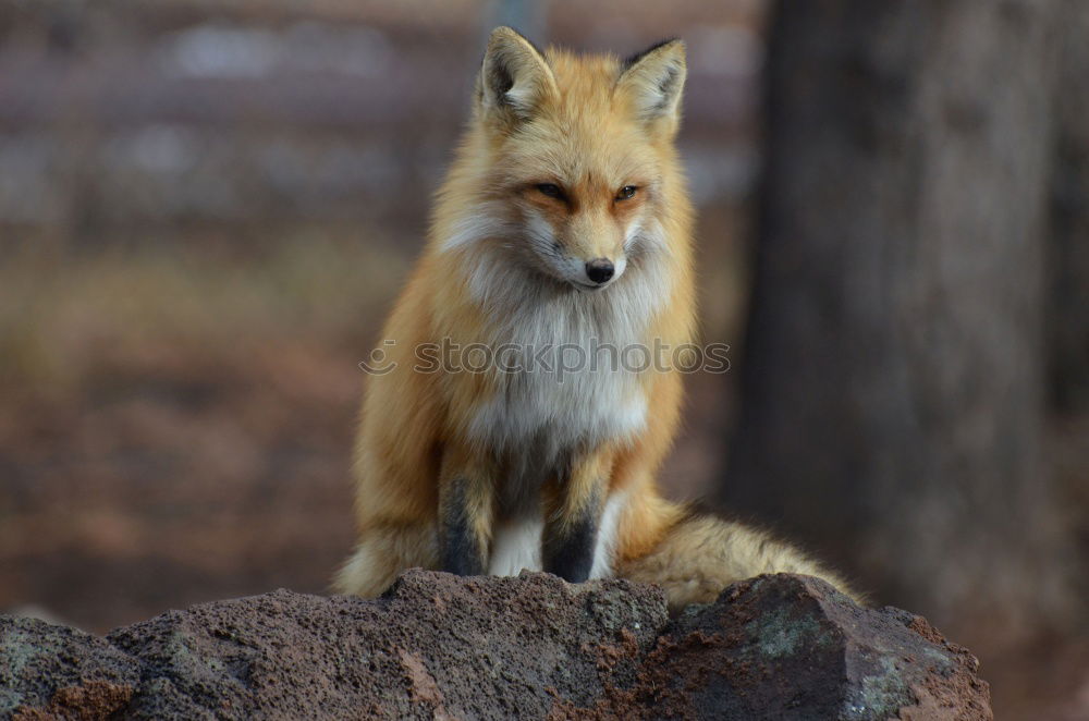 Image, Stock Photo Fox in the field with fog and snow