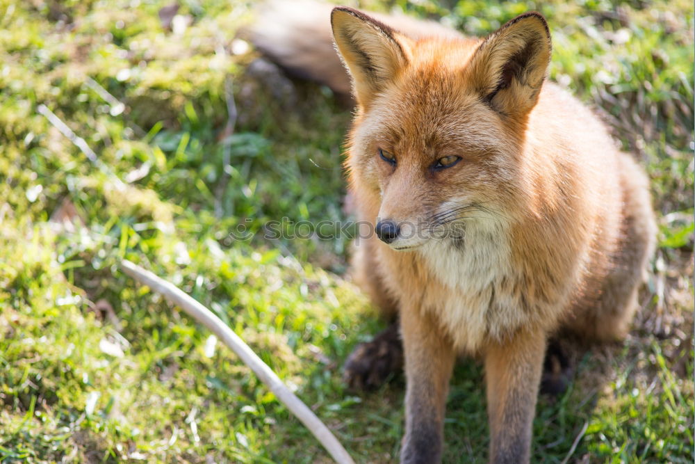 Similar – cute little fox cub Happy