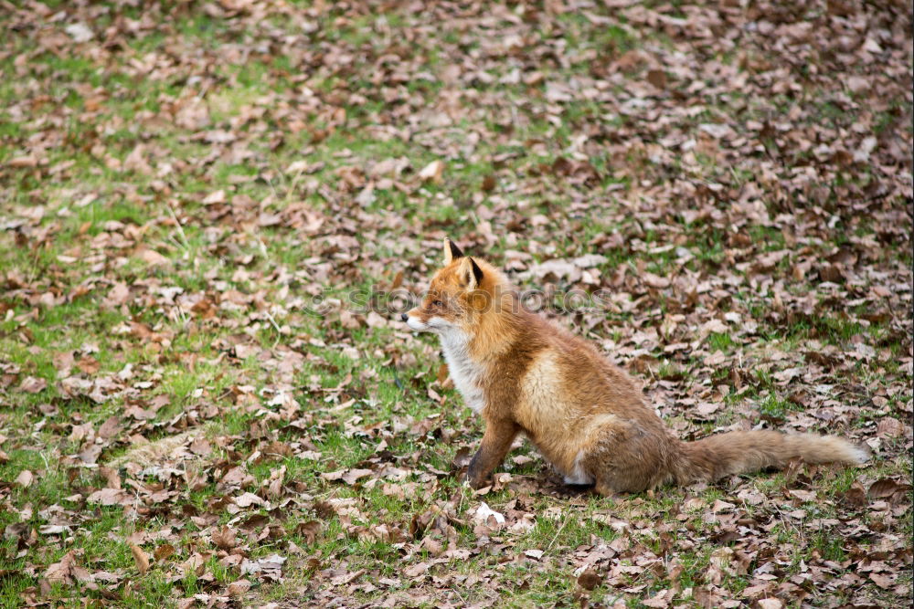 Similar – Young Fox Out Exploring