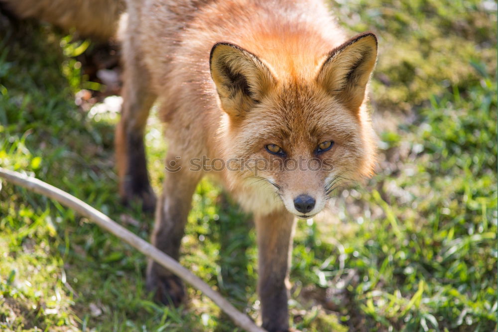 Similar – Young Fox Out Exploring