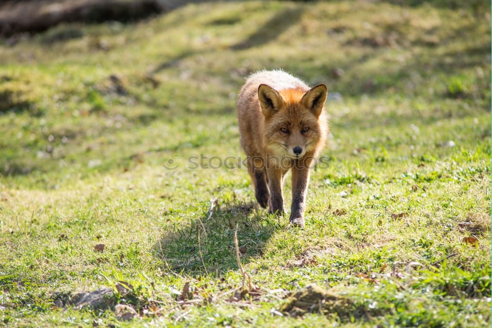 Image, Stock Photo You got me! Fox Animal