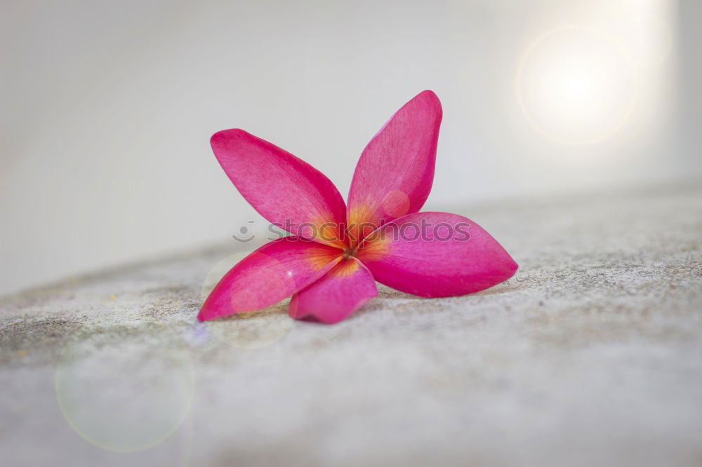 Similar – Image, Stock Photo Wellness Flower Beautiful