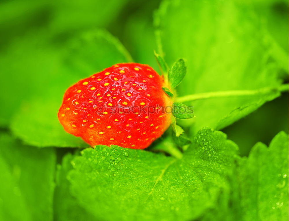 Berry II Food Fruit