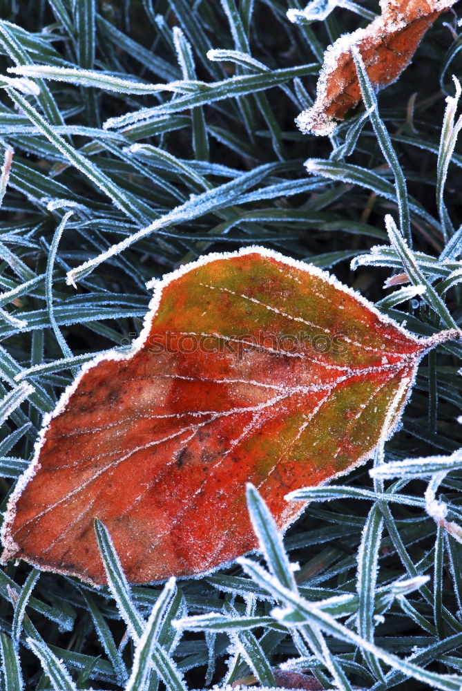 Similar – Image, Stock Photo ice flowers Cold Frost