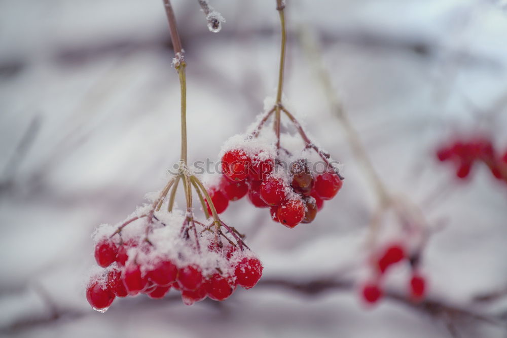 Similar – Image, Stock Photo A little frost lies on the red berries of the dwarf medlar