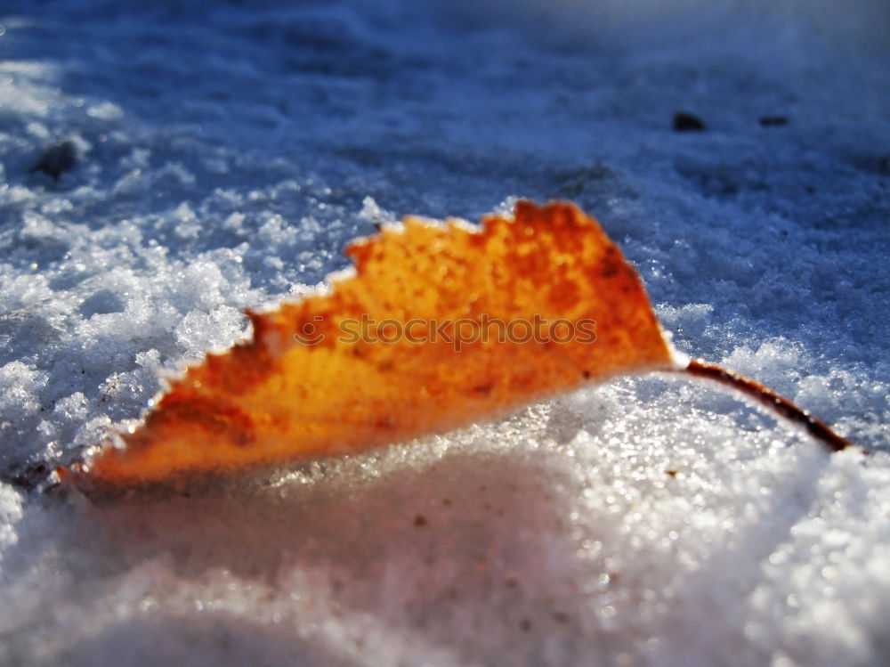 Similar – Foto Bild Herbst > Winter > Frühling!