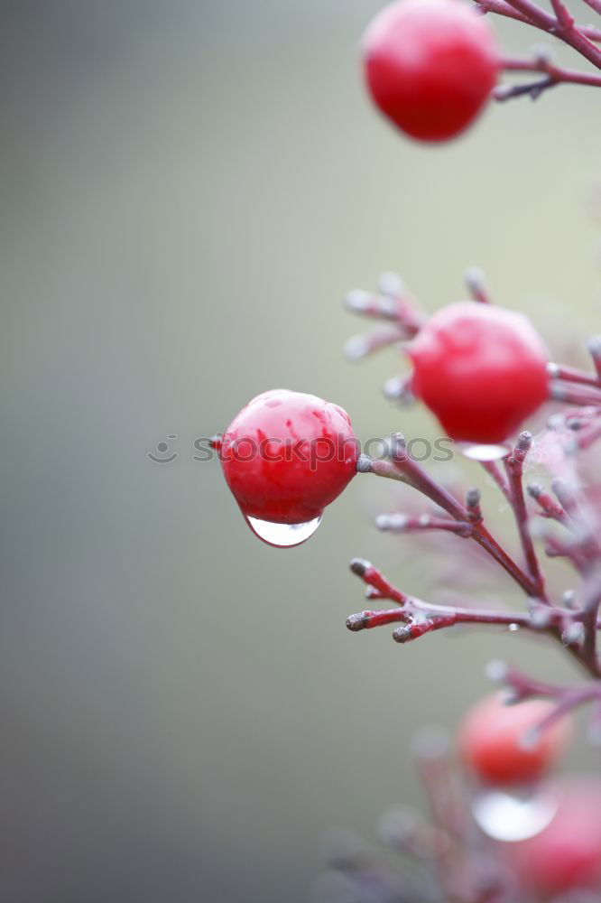 Similar – Frostfrucht Pflanze Winter