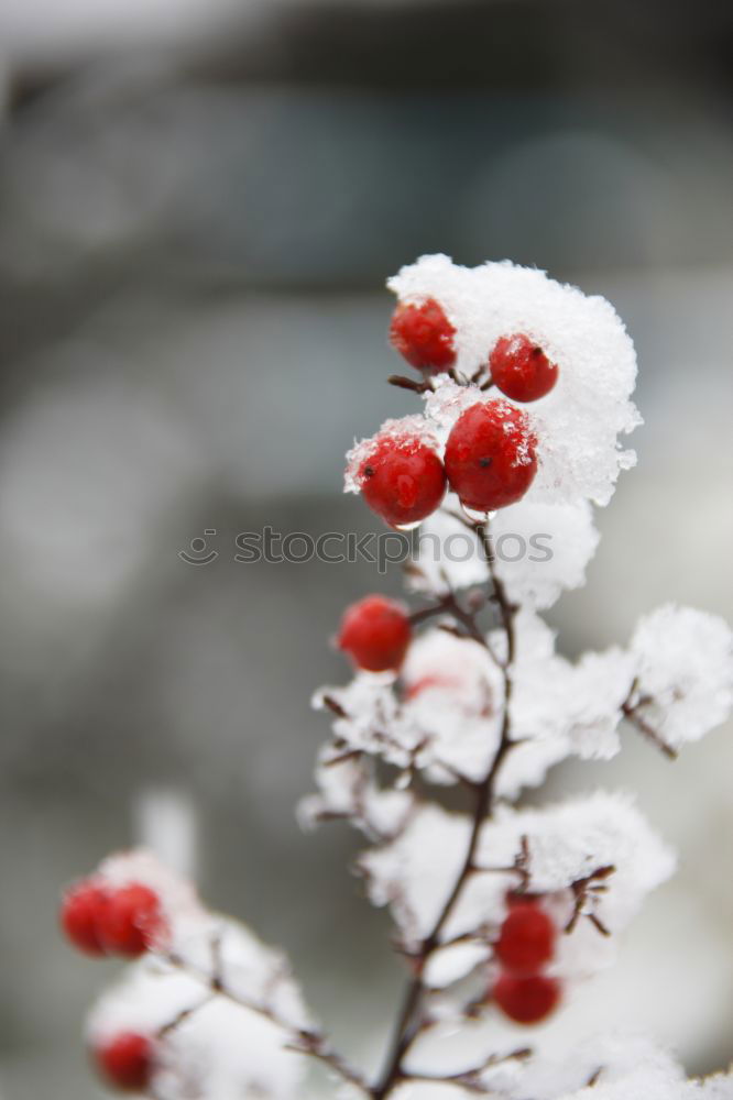 Similar – Image, Stock Photo A little frost lies on the red berries of the dwarf medlar