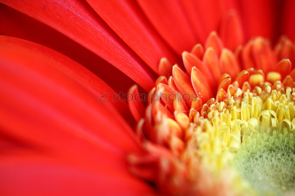 Similar – anemone Anemone Spring