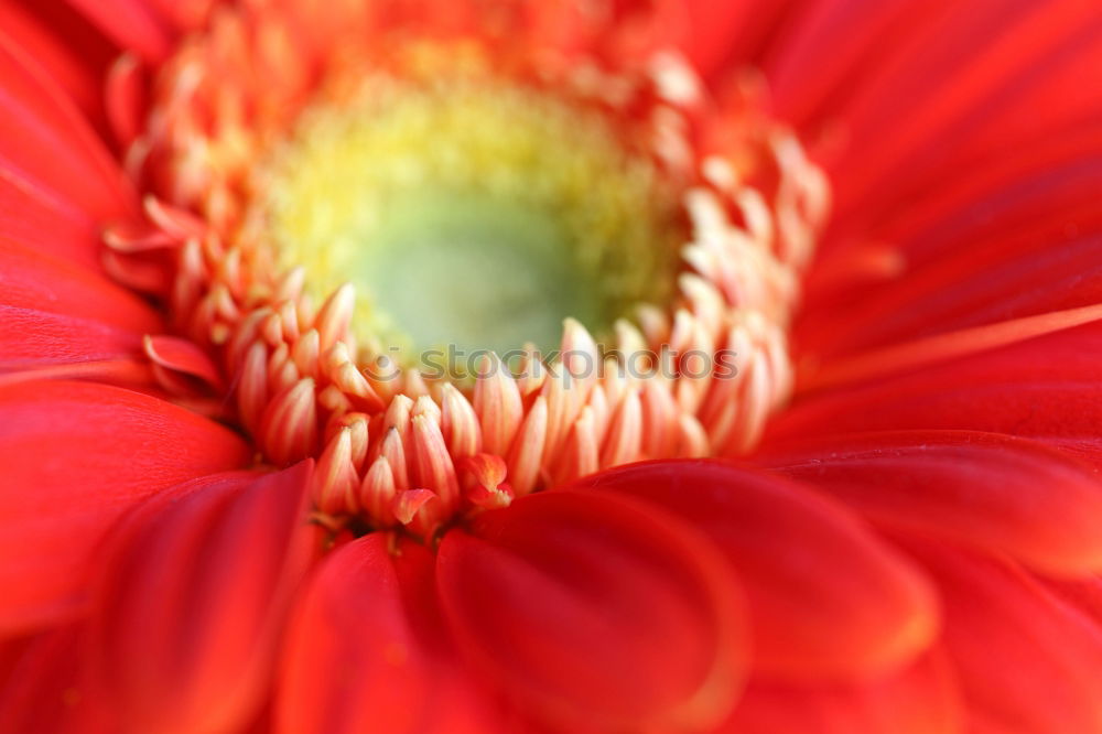 Similar – Gerbera-2 Makroaufnahme