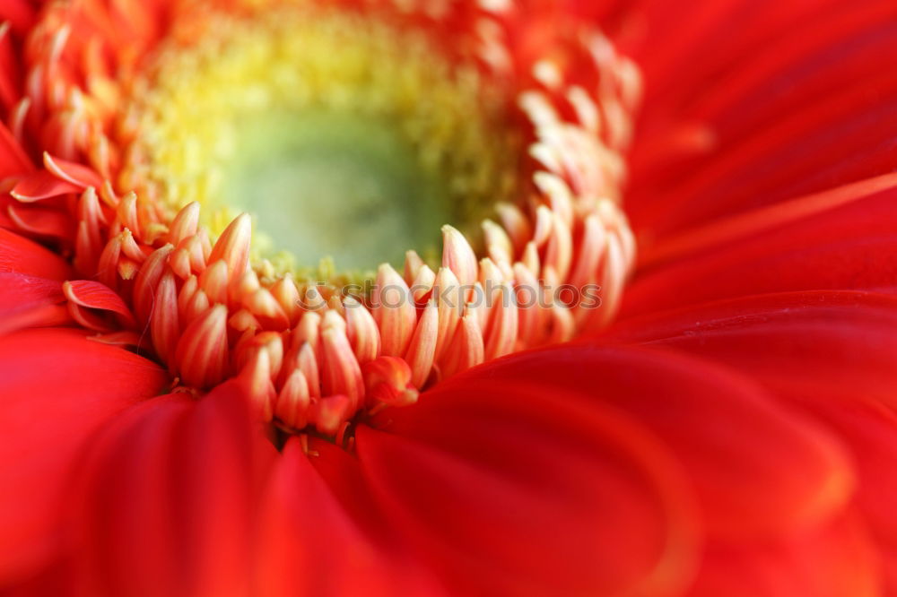 Similar – Foto Bild Stockrose Malvengewächse