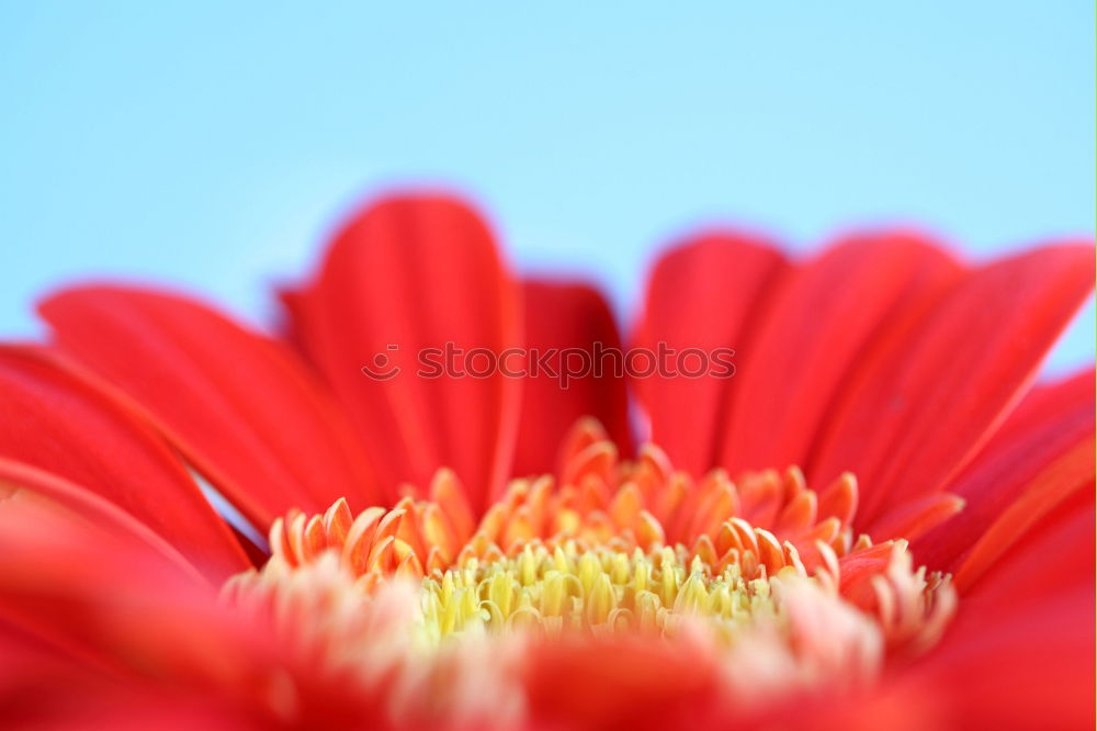 lady in red … Gerbera