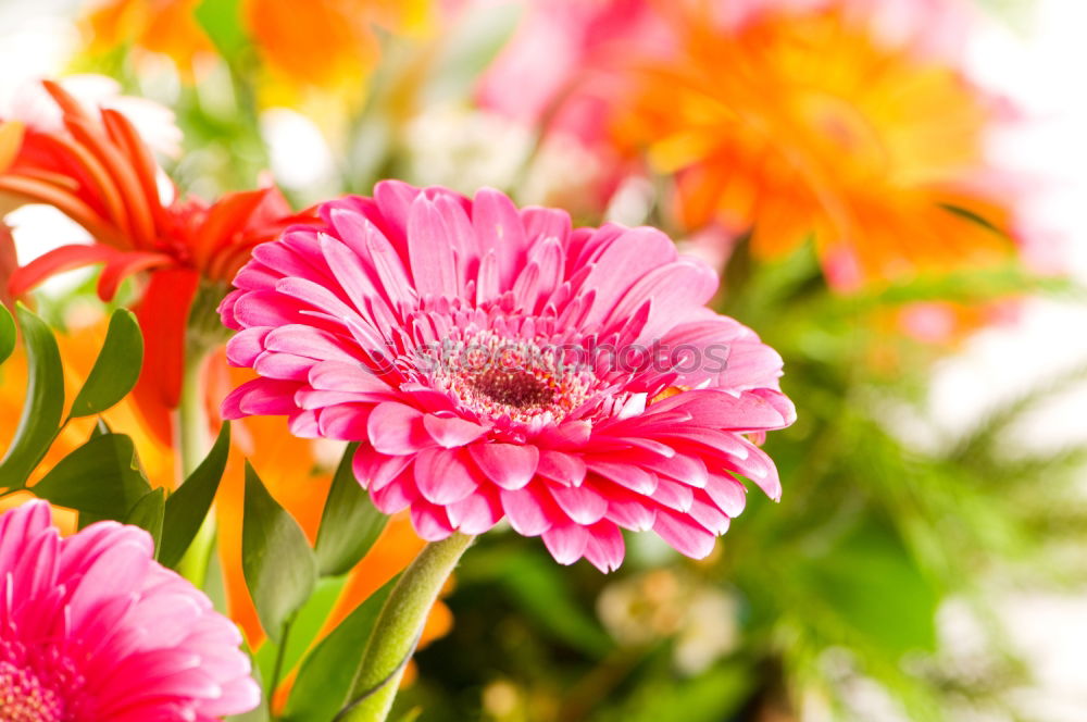 Similar – Pink primroses on red wooden table