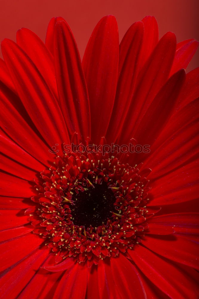 Similar – lady in red … Gerbera