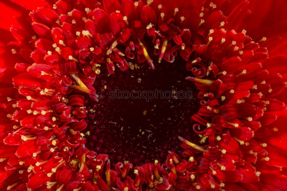 Similar – Image, Stock Photo fiery red Red Green Spring