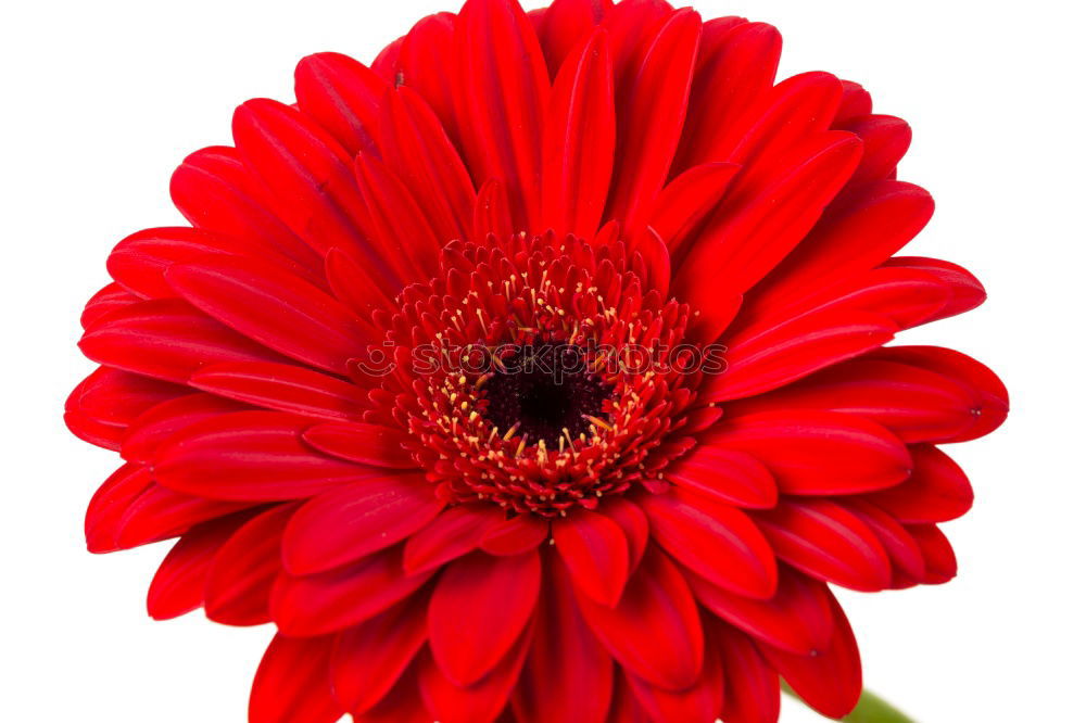 Similar – lady in red … Gerbera