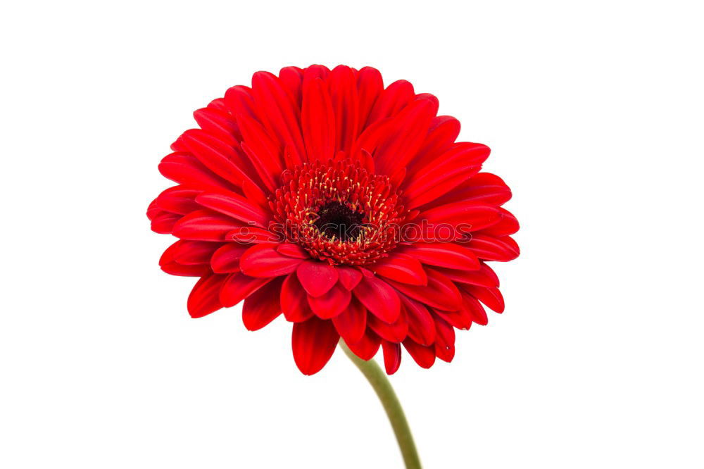 Similar – gerbera Plant Flower