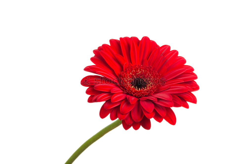 Similar – gerbera Plant Flower