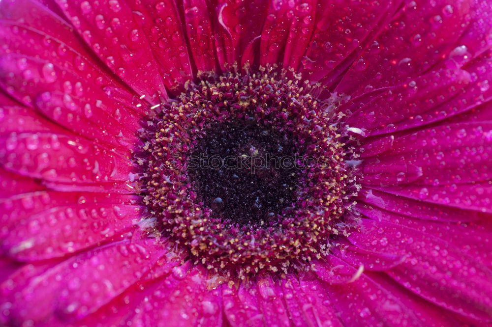 View into the flower of a purple anemone with purple stamens