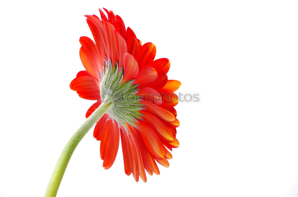 Similar – Gerbera vor Blau Blume rot