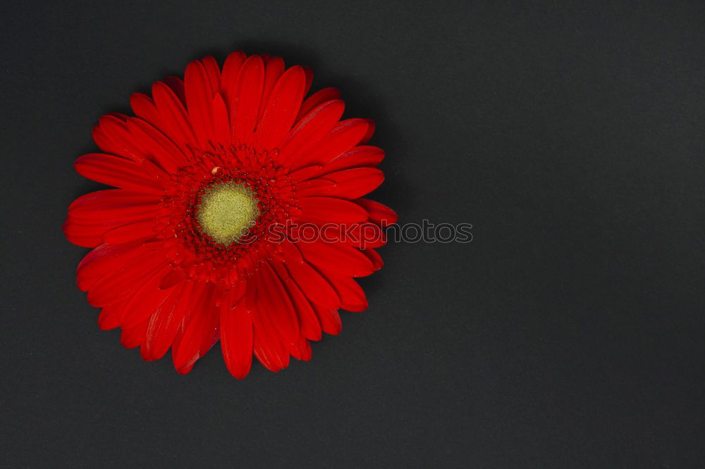 Similar – Image, Stock Photo poppy Decoration Summer