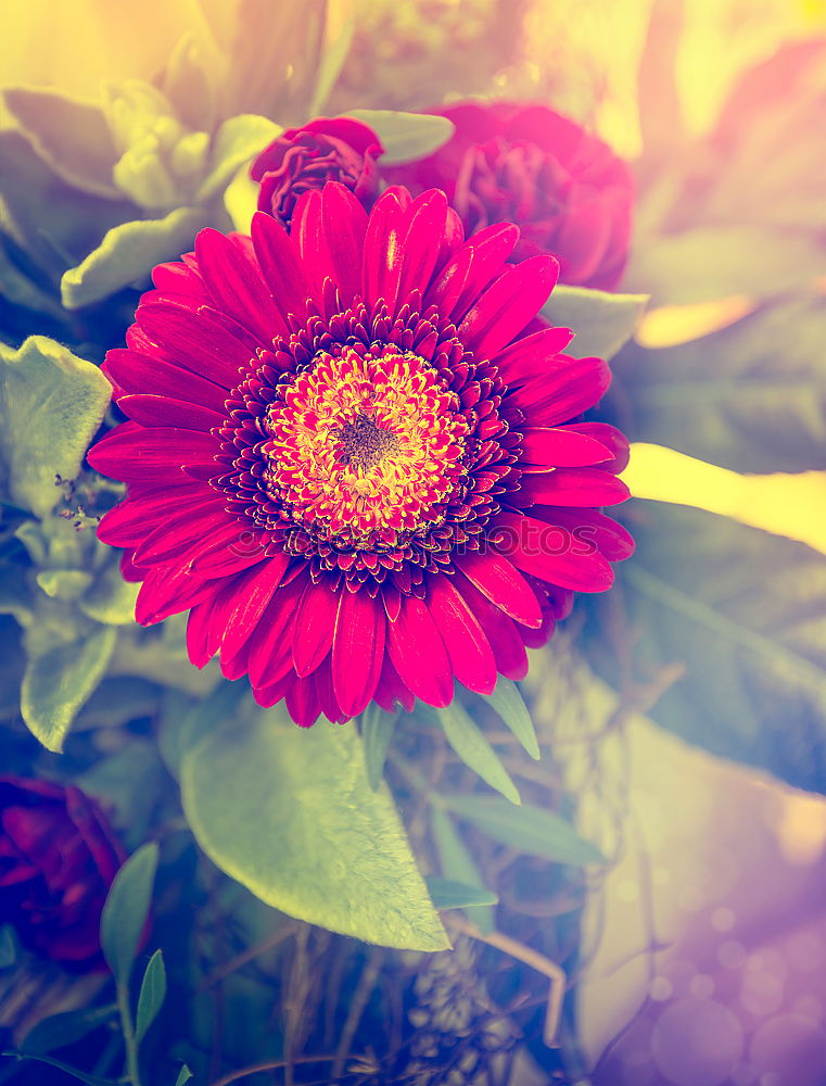 Image, Stock Photo Red Gerbera Flower