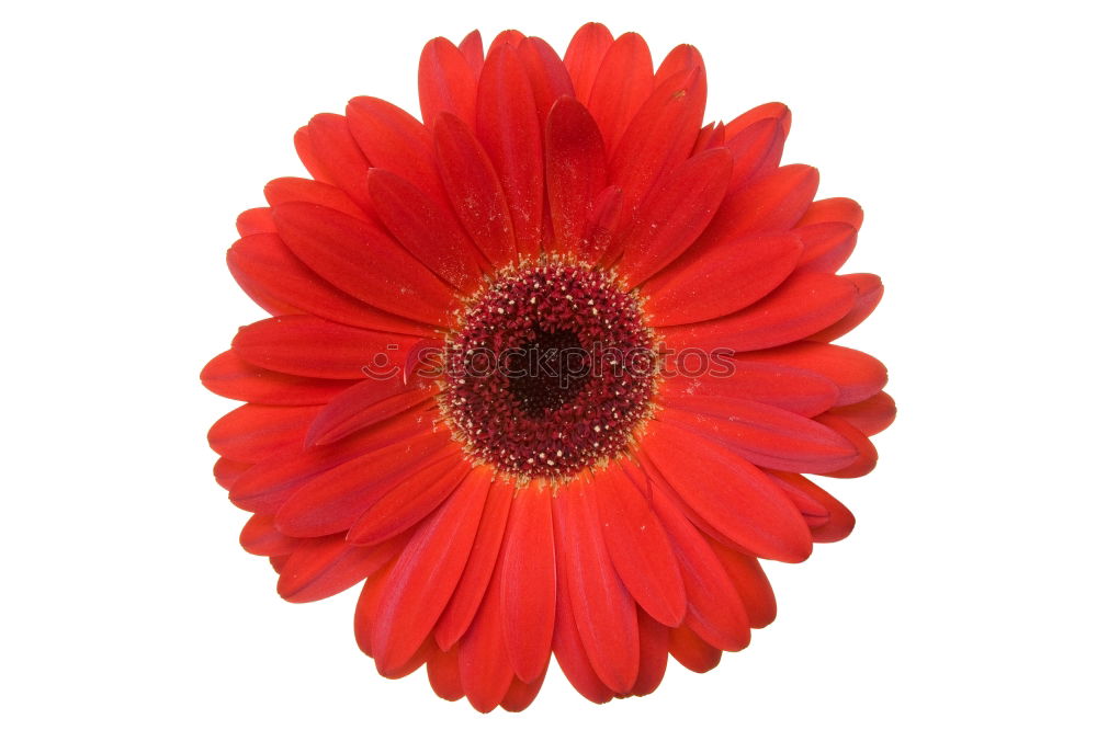 Similar – Image, Stock Photo Gerbera orange #2 Flower