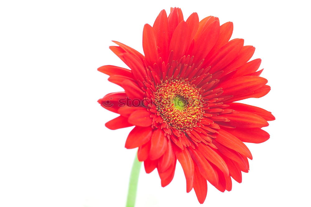 Similar – Image, Stock Photo Gerbera orange #2 Flower